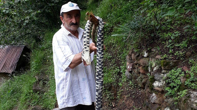 Sinop ve Artvin'deki bahçe ve tarlalarda yılanların görülmesi vatandaşların endişelerini artırdı.   