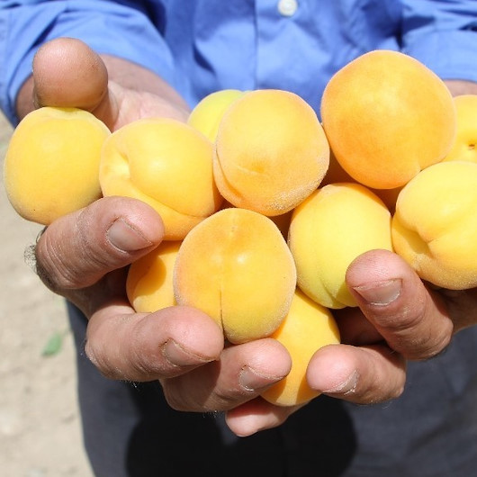 Kayısıda erken hasat yaptı kimseyi inandıramadı
