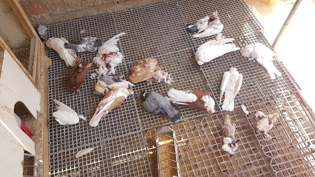 Sansar kümeste bulunan 21 güvercini parçaladı.