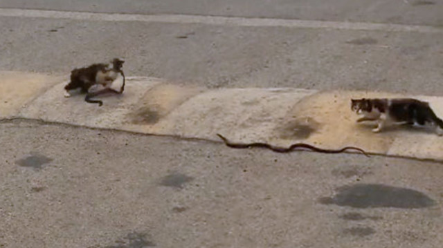 Kedinin yılanı ağzında taşıması cep telefonu kameraları tarafından görüntülendi.