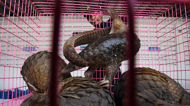 A customs officer gives water to pangolins before a news conference at the customs department in Bangkok September 26, 2011. Officers stopped a pick-up truck carrying 97 pangolins, worth around 1 million baht ($31,000), in the southern province of Prachuap Khiri Khan. According to custom officers, the pangolins were en route to be sold in China. 