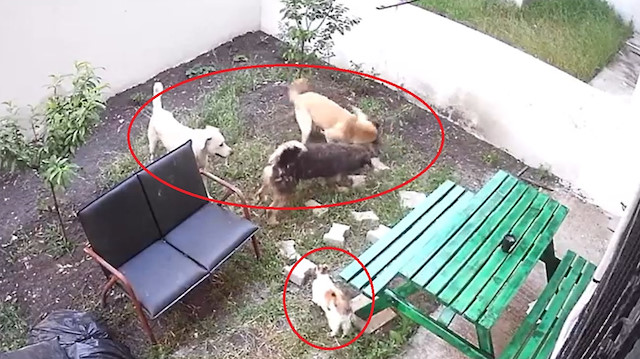 Köpekleri güvenlik kamerasından tespit ettiler.