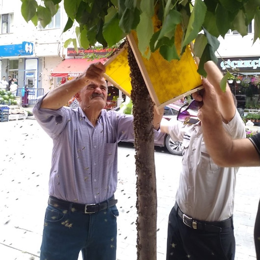 Gümüşhane'de panik anları: Caddedeki ağaca oğul veren arılar şaşkınlığa neden oldu