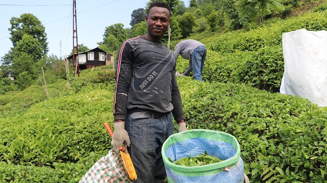 Rize’de çay tarım arazilerinde Senegallileri görenler şaşkınlıklarını gizleyemiyor.