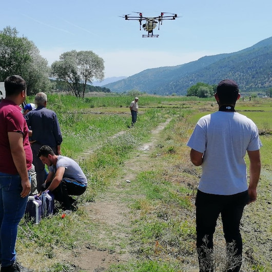 Çiftçiler çeltik tarlalarını dronelarla ilaçlıyor