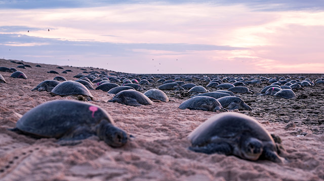 Turtles nest on Raine Island, far North Queensland, Australia, in this picture taken in December 2019 and made available to Reuters on June 10, 2020. Courtesy of Christian Miller / Queensland Department of Environment and Science / Great Barrier Reef Foundation / Reuters