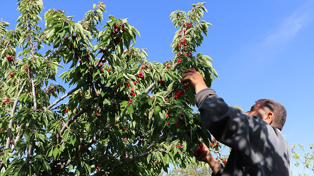 Cherry season in Syria's Idlib