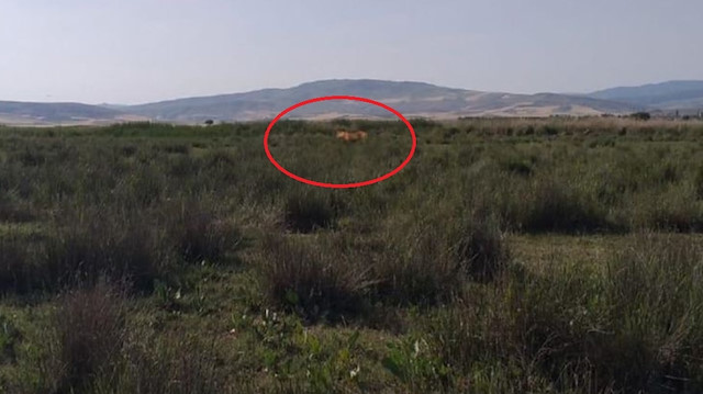 Çorum'da 'aslan' ihbarı yağıyor: Jandarma ve avcılar iz sürecek