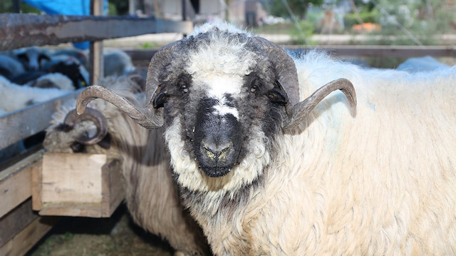 Prof. Dr. Mehmet Ceyhan açıkladı: 🐑Kurban etinden koronavirüs bulaşır mı?