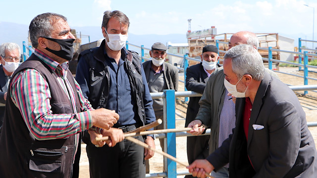 Artık el sıkmak yok: Hayvan pazarlarında 'sopalı pazarlık' dönemi