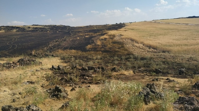 Yangın sonrası 60 dönümlük ekili arazi kül oldu.