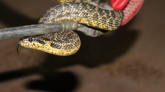 Follukta 1,5 metrelik engerek yılanı.