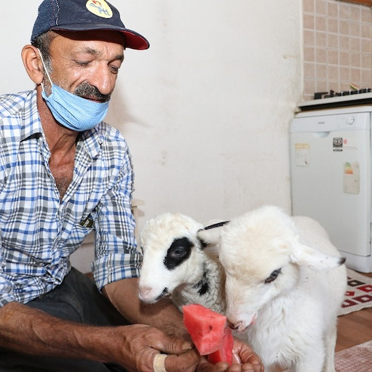 Anneleri ölen yavru kuzular Garip ve Öksüze evlerinde bakıyorlar
