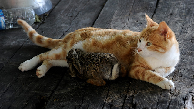 Cat nurses abandoned newborn bunny