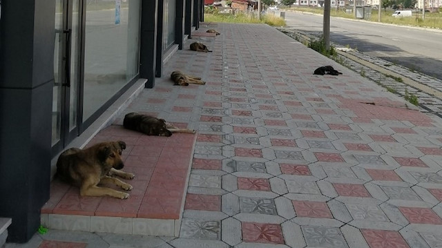 Sokak köpeklerinin sosyal mesafeli dinlenmesi güldürürken düşündürdü.