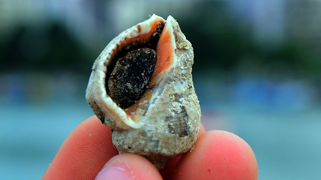 Sabah denize açılan balıkçılar, akşam saatlerine kadar salyangoz avcılığı yapıyor. Belirlenen kotanın dışına çıkmadan avcılık yapan balıkçılar, akşam saatlerinde limanda alıcısı hazır bulunan salyangozları kamyonlara yüklüyor.

