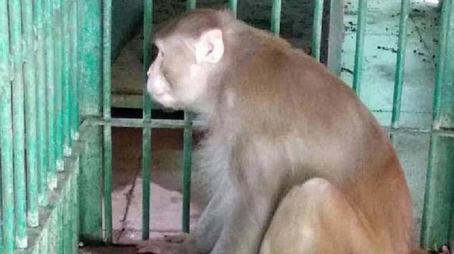 ​Alcoholic killer monkey sentenced to life behind bars after injuring 250 people in India
