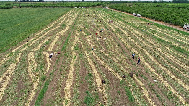 Soğan fiyatları tarlada boyutuna ve yerine göre 50 kuruşa kadar düştü.