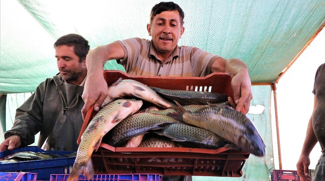 Manisa’da tutulan balıklar Türkiye’nin çeşitli illerine ve yurt dışında alıcı buluyor.