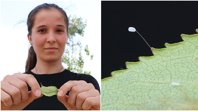 ​Rare buddhist flower said to bloom every 3,000 years spotted in Turkey