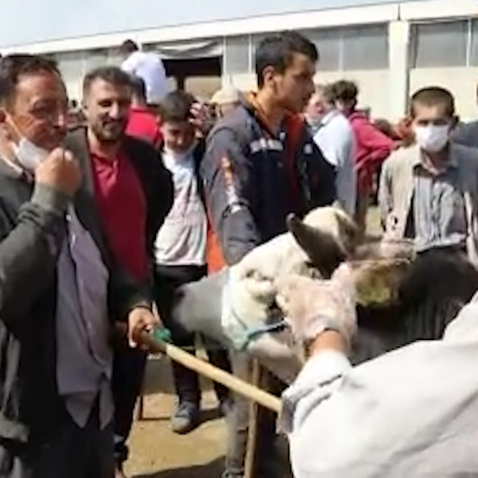 Kurban pazarlığı artık böyle yapılıyor