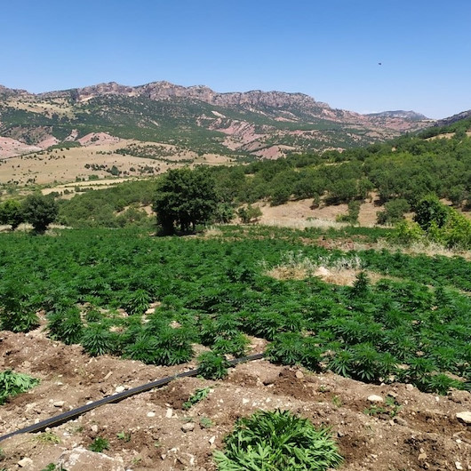 Jandarmadan uyuşturucu tarlasına operasyon