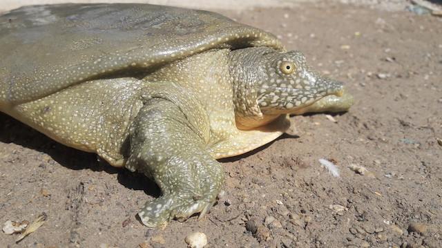 Fırat kaplumbağası