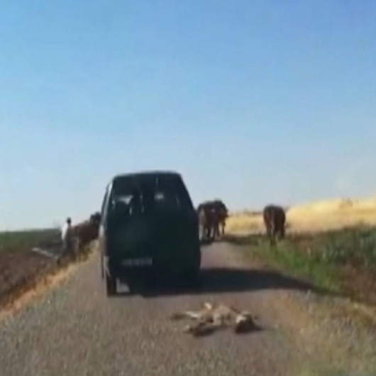 Ölü sıpayı aracının arkasına bağlayıp sürükledi