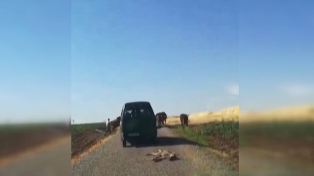 Ölü sıpayı aracının arkasına bağlayıp sürükledi