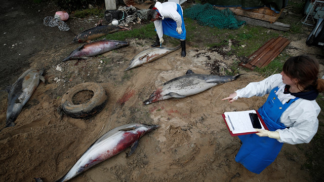 File photo: Experts at the Observatoire Pelagis examine the bodies of dolphins, which were found dead on a beach, during scientific autopsies at municipal technical services in Barbatre on the Noirmoutier Island, France, February 11, 2020. Picture taken February 11, 2020