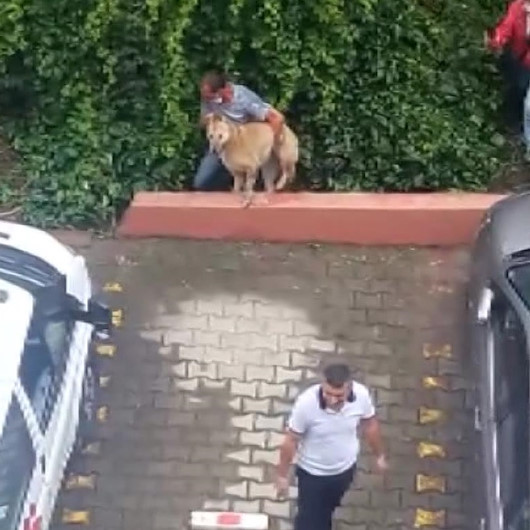 Kadıköyde hayvanseverlerden belediyeye büyük tepki