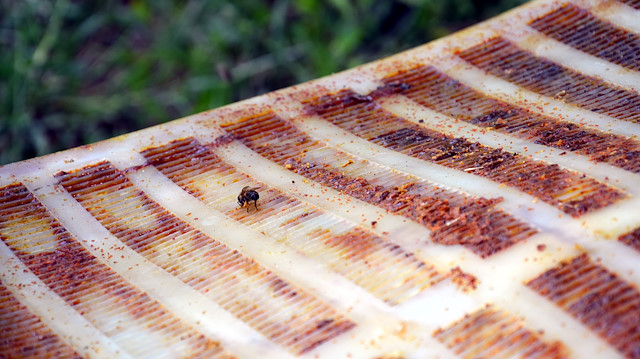 Kovanlardan elde edilen propolis, çeşitli işlemlerden geçirerek sıvı, toz ve kapsül halinde satışa sunuluyor. 