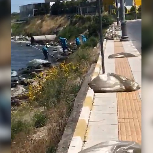 Küçükçekmece Gölünde kıyıya vuran binlerce ölü balık toplanıyor