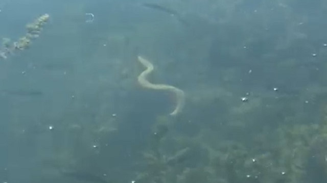 İznik Gölü’nde boyları 1,5 metre civarında olan çok sayıda yılan, su yüzeyinde bir vatandaş tarafından görüntülendi. 