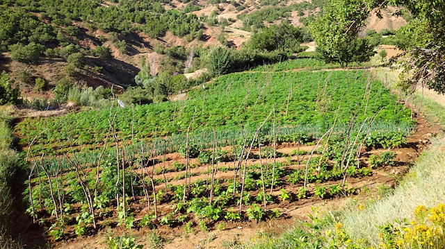 Over 1M cannabis roots seized in eastern Turkey
