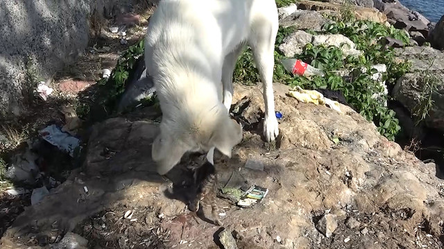 Yavru kedi ile köpeğin dostluğu gülümsetti