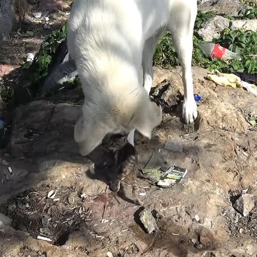 Yavru kedi ile köpeğin dostluğu gülümsetti
