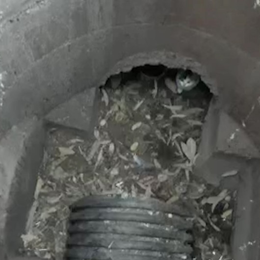 Rögara düşen yavru kedi uzun uğraşlar sonucunda kurtarıldı