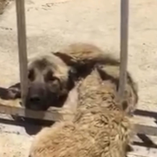 Demir korkuluklara sıkışan köpeği itfaiye ekipleri kurtardı