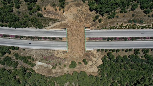 Bakanlıktan doğa dostu proje: İzmir'e yaban hayatı koruma köprüsü 