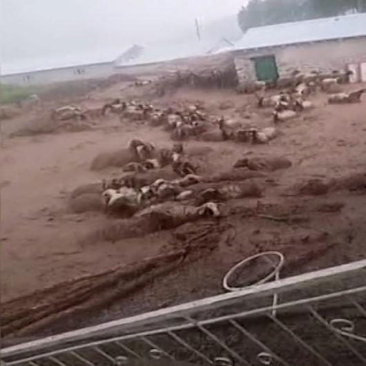 Vanda sel sularına kapılan 74 koyun telef oldu