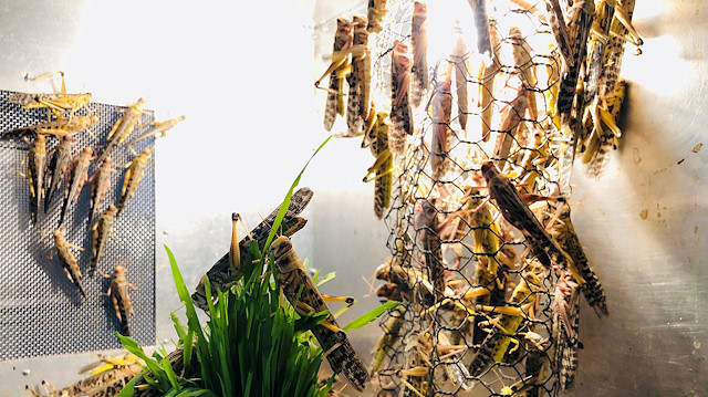 Locusts used for research are seen inside a laboratory at the International Centre of Insect Physiology and Ecology (ICIPE), an international scientific research institute, in Nairobi, Kenya June 24, 2020. Picture taken June 24, 2020. REUTERS/Jackson Njehia

