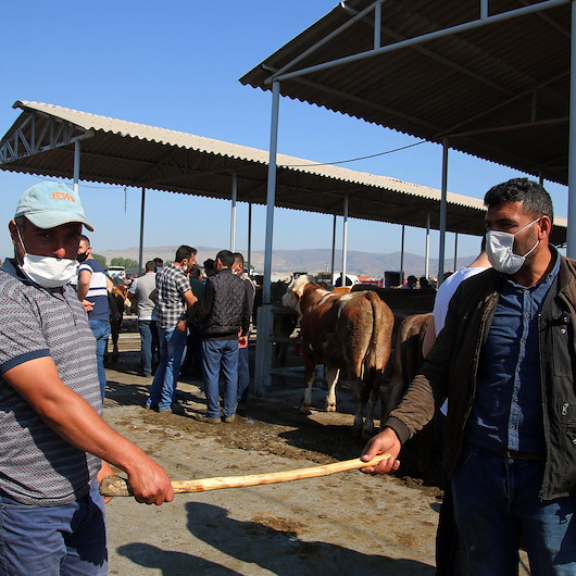 Değnekle pazarlık dönemi başladı: Kurbanlıklar görücüye çıktı