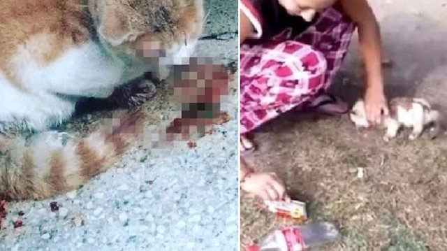 Sude Andaş kediye yaptığı işkence görüntülerini sosyal medyada paylaşmıştı.