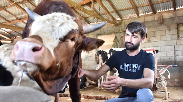 Pazarda en çok ilgiyi bir ton 200 kilogramlık "Paşa" adlı tosun görüyor.

