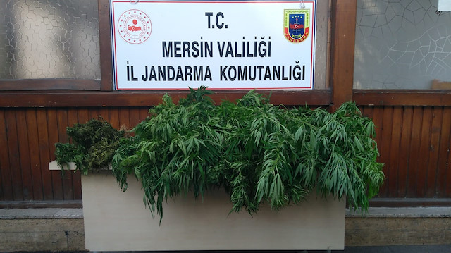 Turkish police seize more than 2,000 cannabis roots 