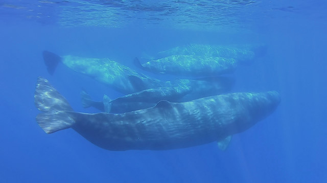 File photo: A pod of sperm whales are seen swimming off the Sicilian coast of Milazzo as the Italian Coast Guard carry out a study on the health of Italy's seas and improvements to marine life due to a lack of human activities during the coronavirus (COVID-19) lockdown, in this still picture taken from video, June 29, 2020
