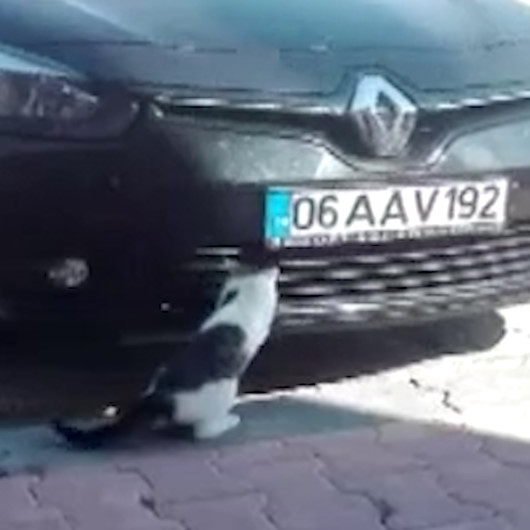 Kedinin serçe avı kamerada