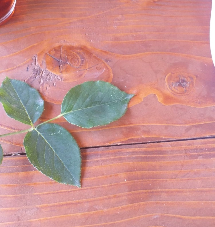 Udumbara çiçeği