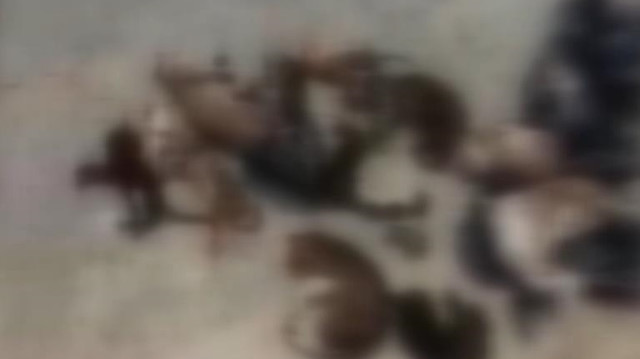 Küçükçekmece'de çöp konteynerine atılmış 16 kedi ölüsü bulundu